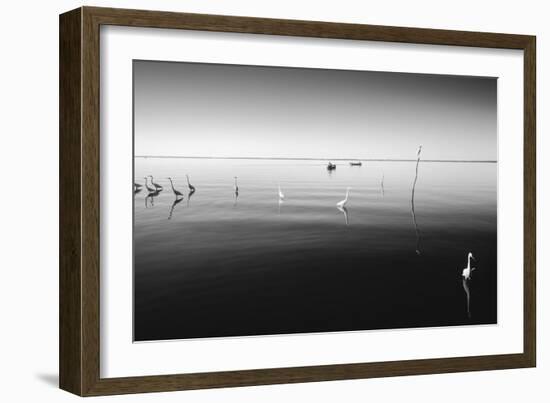11 Herons-Moises Levy-Framed Photographic Print