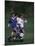 11 Year Old Boys Soccer Action-null-Mounted Photographic Print