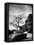 110 Year Old Bonsai Maple Tree on Estate of Collector Keibun Tanaka in Suburb of Tokyo-Alfred Eisenstaedt-Framed Stretched Canvas