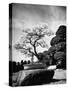 110 Year Old Bonsai Maple Tree on Estate of Collector Keibun Tanaka in Suburb of Tokyo-Alfred Eisenstaedt-Stretched Canvas