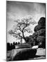 110 Year Old Bonsai Maple Tree on Estate of Collector Keibun Tanaka in Suburb of Tokyo-Alfred Eisenstaedt-Mounted Photographic Print