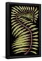 Essential Black