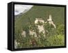 12th Century Castel Tirolo, Now a Museum, Merano, Sud Tyrol, Western Dolomites, Italy, Europe-James Emmerson-Framed Stretched Canvas