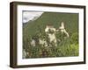 12th Century Castel Tirolo, Now a Museum, Merano, Sud Tyrol, Western Dolomites, Italy, Europe-James Emmerson-Framed Photographic Print