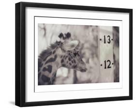 13' Giraffe-Theo Westenberger-Framed Art Print