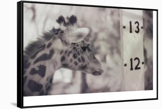 13' Giraffe-Theo Westenberger-Framed Stretched Canvas