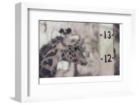 13' Giraffe-Theo Westenberger-Framed Photographic Print