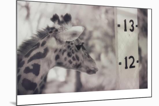 13' Giraffe-Theo Westenberger-Mounted Photographic Print