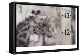 13' Giraffe-Theo Westenberger-Framed Stretched Canvas