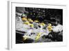 13 Taxis - In the Style of Oil Painting-Philippe Hugonnard-Framed Giclee Print