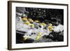 13 Taxis - In the Style of Oil Painting-Philippe Hugonnard-Framed Giclee Print