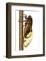 13-Year Periodical Cicada (Magicicada Tredecim) Oxford, Mississippi, USA-Jp Lawrence-Framed Photographic Print