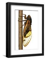 13-Year Periodical Cicada (Magicicada Tredecim) Oxford, Mississippi, USA-Jp Lawrence-Framed Photographic Print