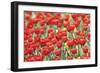 134-Incredi-Framed Giclee Print