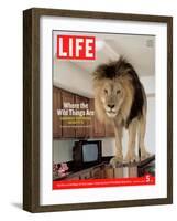 14-year-old Sinbad the Lion Standing on Counter in Owner's Las Vegas Kitchen, August 5, 2005-Marc Joseph-Framed Photographic Print