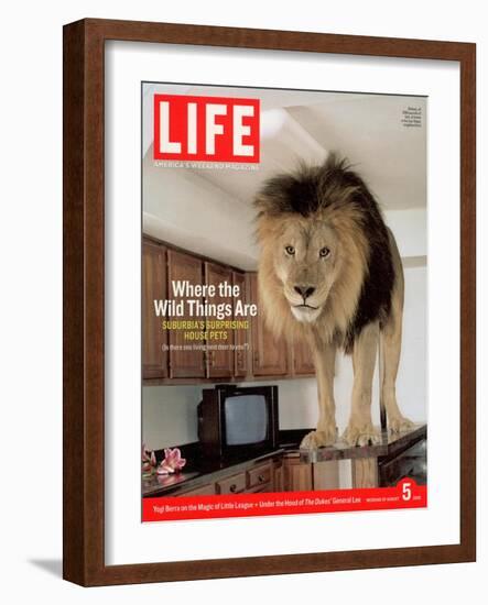 14-year-old Sinbad the Lion Standing on Counter in Owner's Las Vegas Kitchen, August 5, 2005-Marc Joseph-Framed Photographic Print