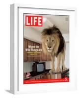 14-year-old Sinbad the Lion Standing on Counter in Owner's Las Vegas Kitchen, August 5, 2005-Marc Joseph-Framed Photographic Print