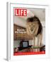 14-year-old Sinbad the Lion Standing on Counter in Owner's Las Vegas Kitchen, August 5, 2005-Marc Joseph-Framed Photographic Print