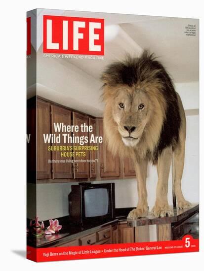 14-year-old Sinbad the Lion Standing on Counter in Owner's Las Vegas Kitchen, August 5, 2005-Marc Joseph-Stretched Canvas