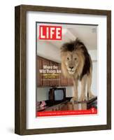 14-year-old Sinbad the Lion Standing on Counter in Owner's Las Vegas Kitchen, August 5, 2005-Marc Joseph-Framed Photographic Print