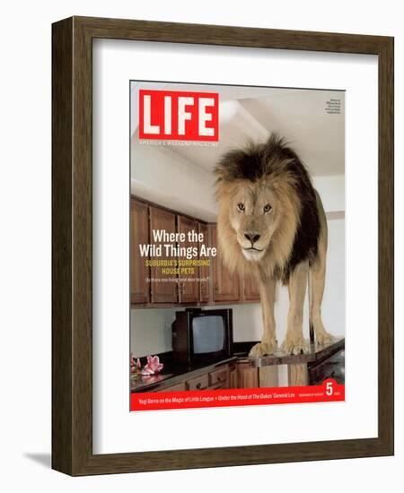 14-year-old Sinbad the Lion Standing on Counter in Owner's Las Vegas Kitchen, August 5, 2005-Marc Joseph-Framed Photographic Print