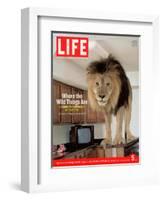 14-year-old Sinbad the Lion Standing on Counter in Owner's Las Vegas Kitchen, August 5, 2005-Marc Joseph-Framed Photographic Print