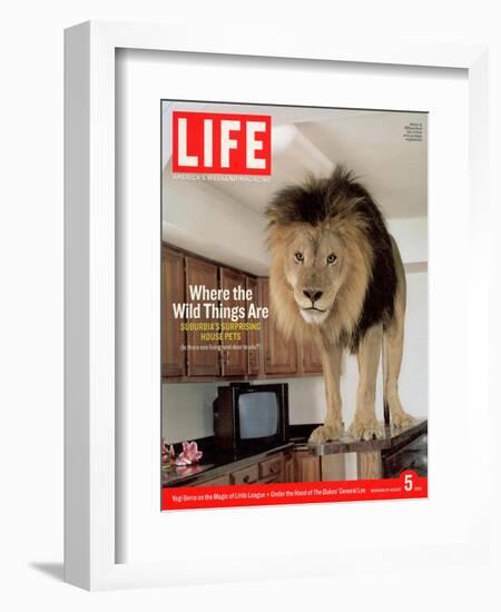 14-year-old Sinbad the Lion Standing on Counter in Owner's Las Vegas Kitchen, August 5, 2005-Marc Joseph-Framed Photographic Print