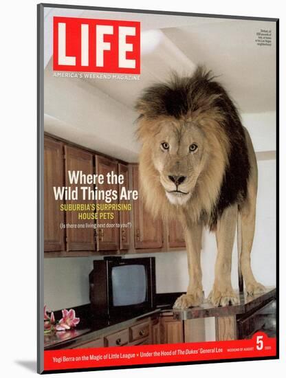 14-year-old Sinbad the Lion Standing on Counter in Owner's Las Vegas Kitchen, August 5, 2005-Marc Joseph-Mounted Photographic Print