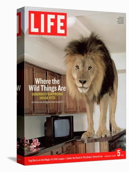 14-year-old Sinbad the Lion Standing on Counter in Owner's Las Vegas Kitchen, August 5, 2005-Marc Joseph-Stretched Canvas
