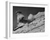 15-Year Old Skiing Prodigy Andrea Mead Lawrence Practicing for Winter Olympics-null-Framed Premium Photographic Print