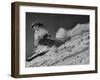 15-Year Old Skiing Prodigy Andrea Mead Lawrence Practicing for Winter Olympics-null-Framed Photographic Print