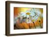 1518_A golden drop of summer-Heidi Westum-Framed Photographic Print