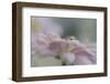 1556_ Nice view-Heidi Westum-Framed Photographic Print