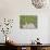 15COF-Pierre Henri Matisse-Giclee Print displayed on a wall