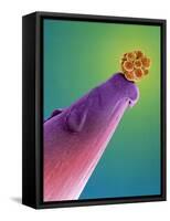 16-cell Human Embryo on a Pin, SEM-Dr. Yorgos Nikas-Framed Stretched Canvas