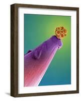 16-cell Human Embryo on a Pin, SEM-Dr. Yorgos Nikas-Framed Photographic Print
