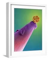 16-cell Human Embryo on a Pin, SEM-Dr. Yorgos Nikas-Framed Photographic Print