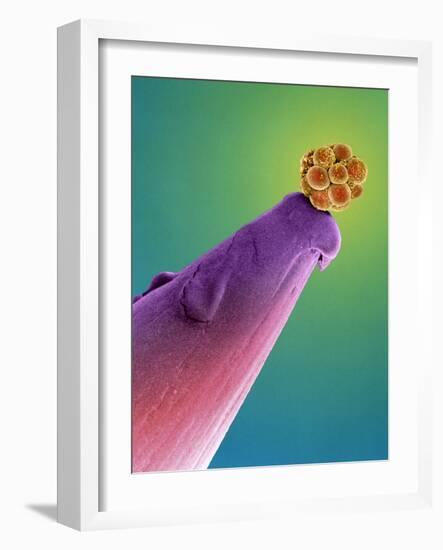 16-cell Human Embryo on a Pin, SEM-Dr. Yorgos Nikas-Framed Photographic Print