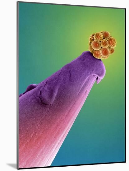 16-cell Human Embryo on a Pin, SEM-Dr. Yorgos Nikas-Mounted Photographic Print