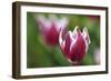 163-Incredi-Framed Giclee Print