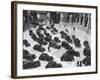 16th Century Piazza Del Campidoglio During Fascists' Celeb. of 4th Anniversary of talian Empire-Carl Mydans-Framed Photographic Print