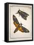 1744 Death's Head Hawkmoth by Rosenhoff.-Paul Stewart-Framed Stretched Canvas