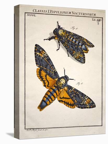 1744 Death's Head Hawkmoth by Rosenhoff.-Paul Stewart-Stretched Canvas