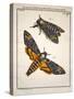 1744 Death's Head Hawkmoth by Rosenhoff.-Paul Stewart-Stretched Canvas