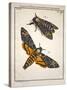 1744 Death's Head Hawkmoth by Rosenhoff.-Paul Stewart-Stretched Canvas