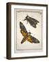 1744 Death's Head Hawkmoth by Rosenhoff.-Paul Stewart-Framed Photographic Print