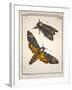 1744 Death's Head Hawkmoth by Rosenhoff.-Paul Stewart-Framed Photographic Print