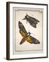 1744 Death's Head Hawkmoth by Rosenhoff.-Paul Stewart-Framed Photographic Print