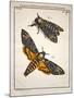 1744 Death's Head Hawkmoth by Rosenhoff.-Paul Stewart-Mounted Photographic Print