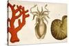 1750 Coral Squid & Nautilus Colour Print-Paul Stewart-Stretched Canvas